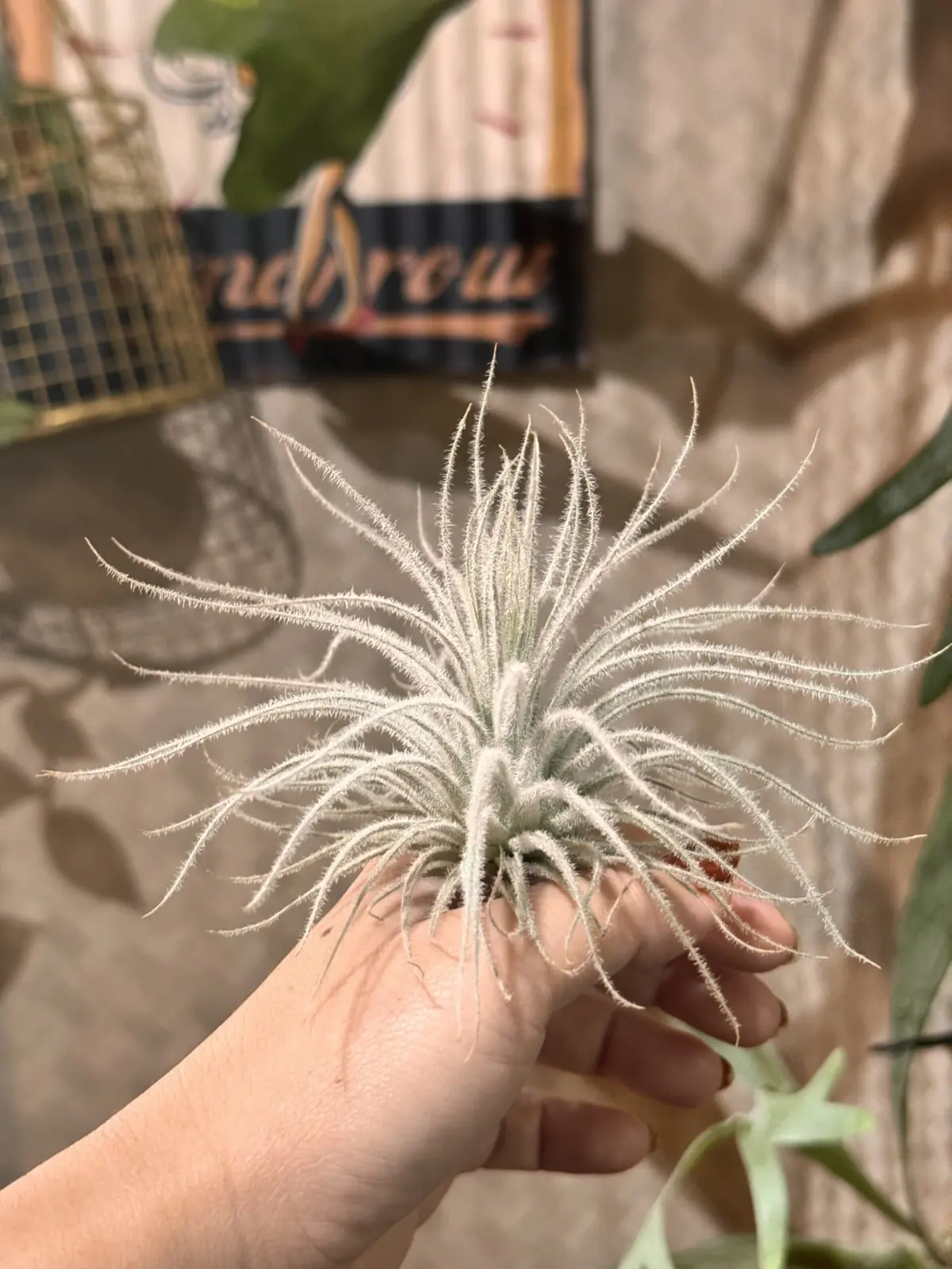 ティランジア　テクトラム　手乗り