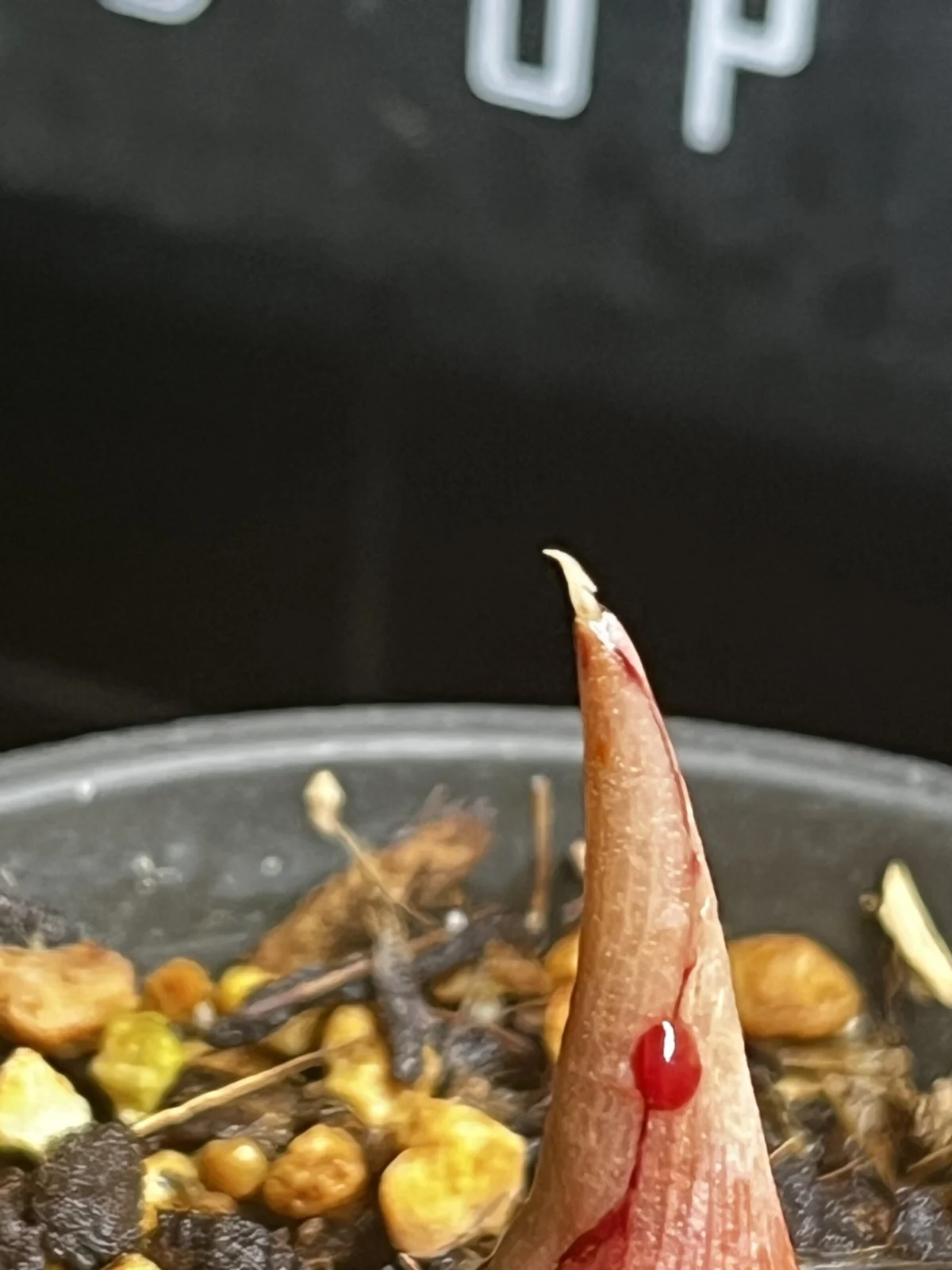 アロカシア　アマゾニカ　ミントバリアガータ