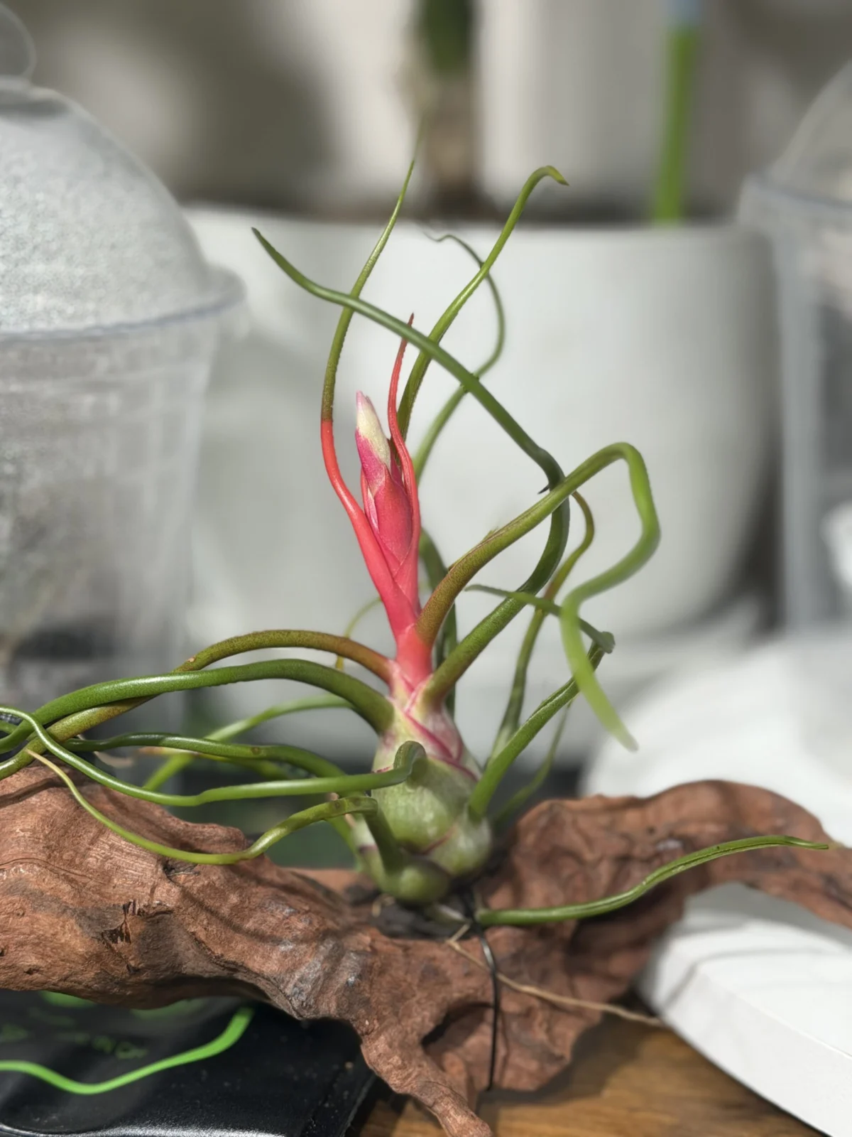 チランジア バルボーサ 神楽