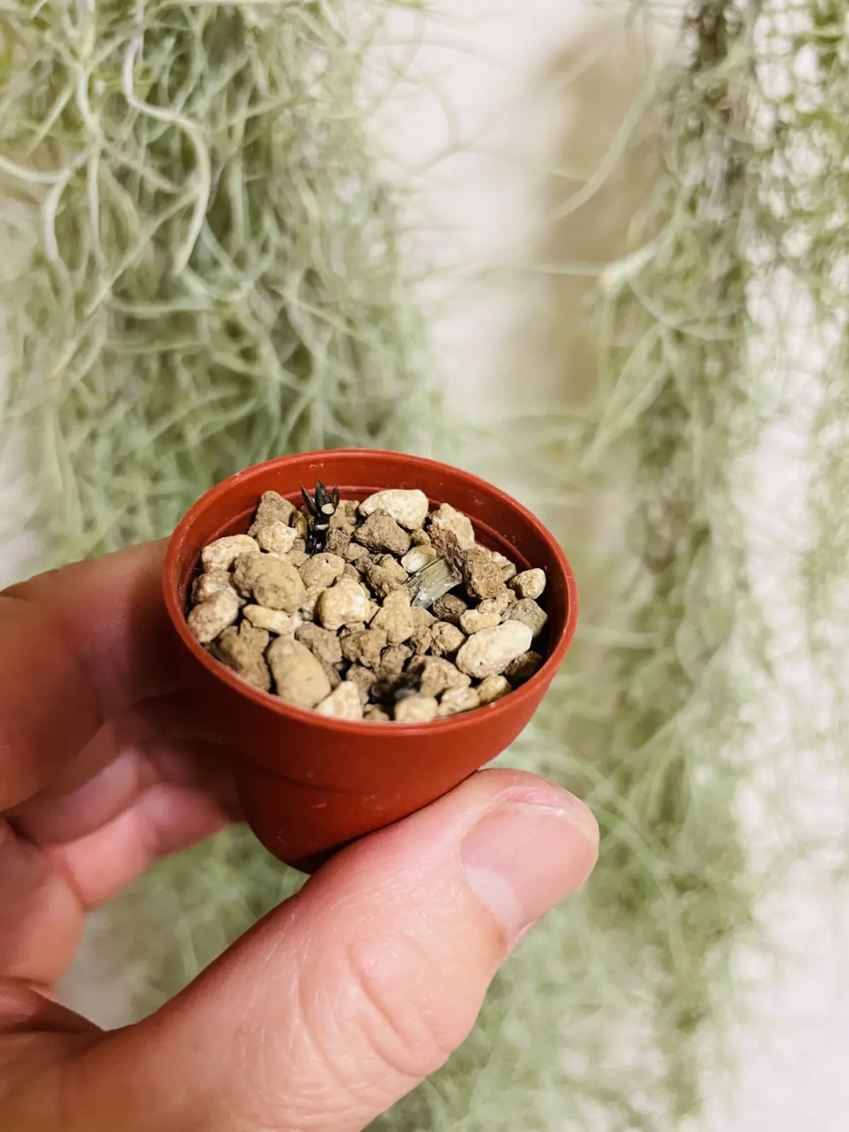 パキラ　挿木　腐り