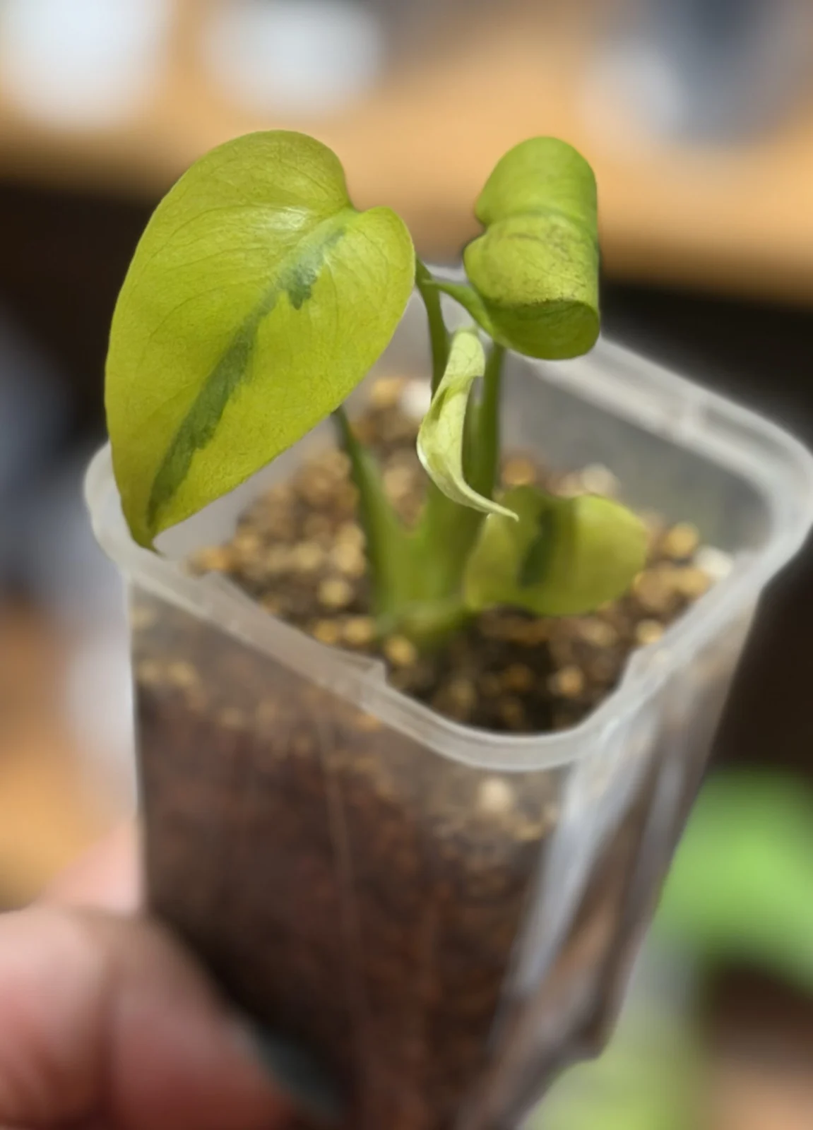 モンステラ グリーンラバ ボルシギアナ バリエガータ