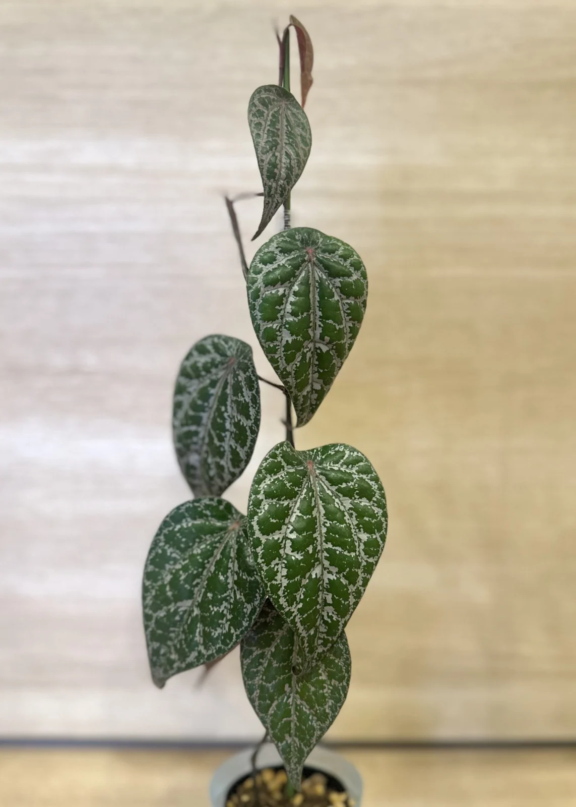 ピペル　オルナツム