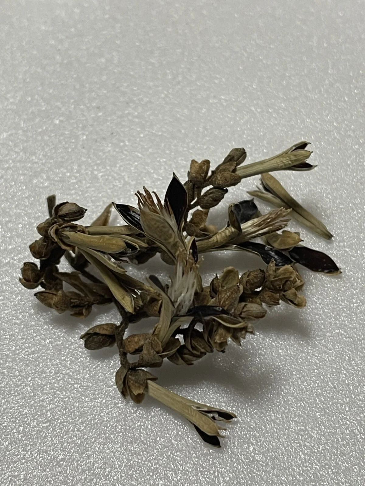 ラシナエア　sp 種