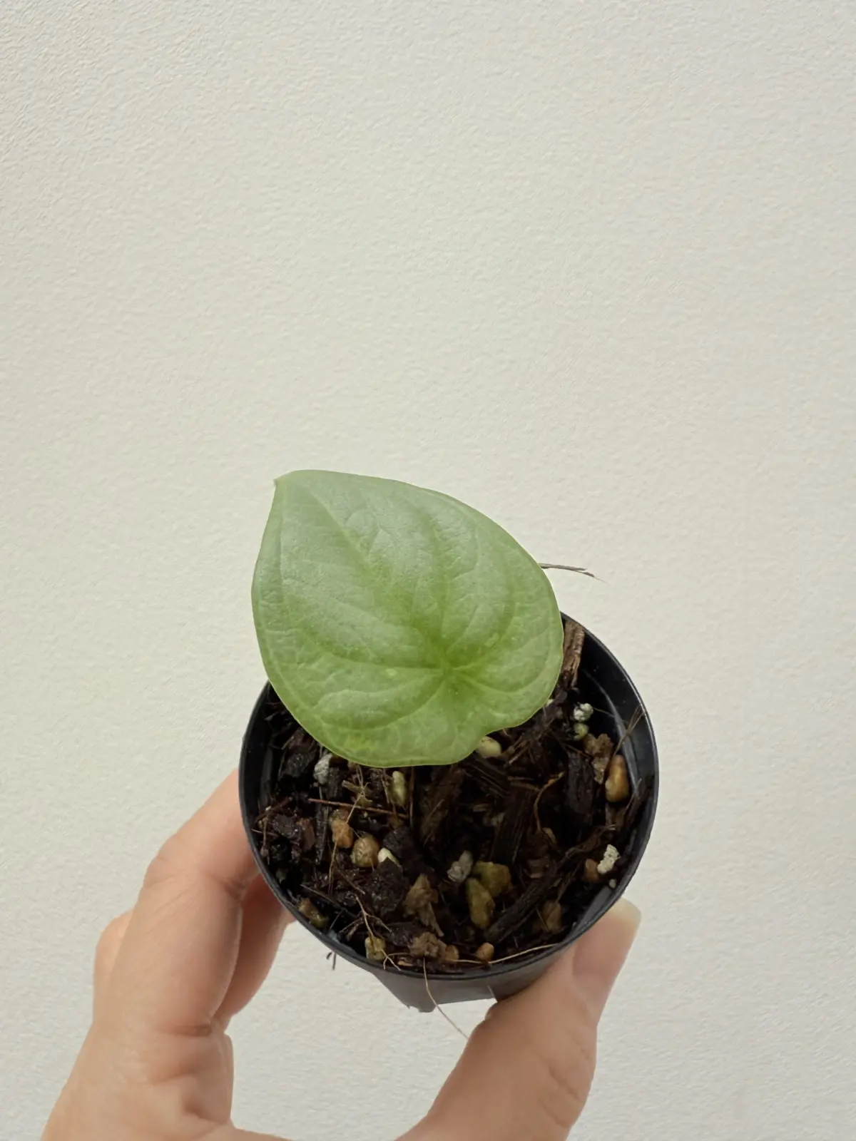 アロカシア シルバードラゴン