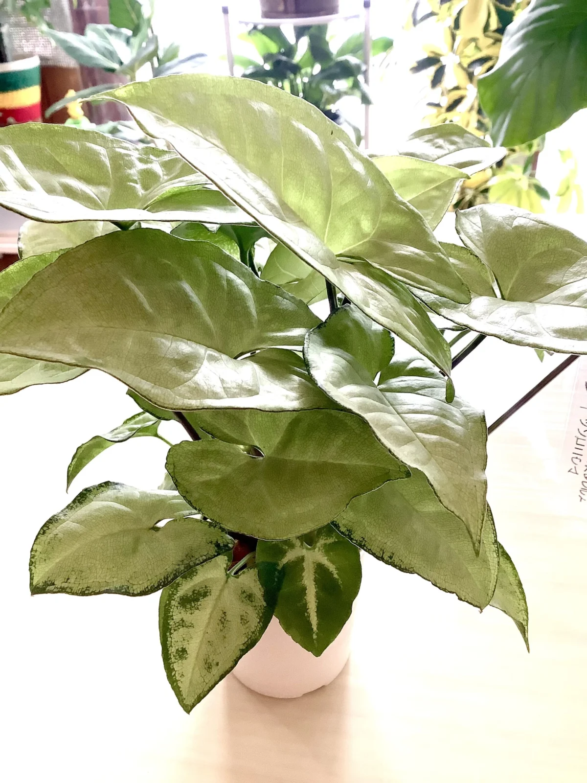 シンゴニウム ホワイトバタフライ