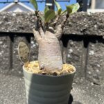 miniputiのアバター