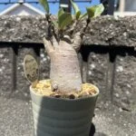 miniputiのアバター