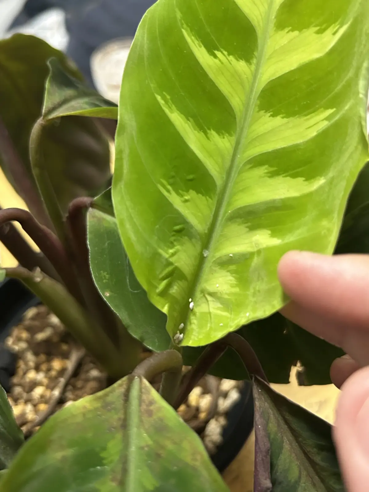 カラテア　ワルセヴィッチー　害虫　カイガラムシ