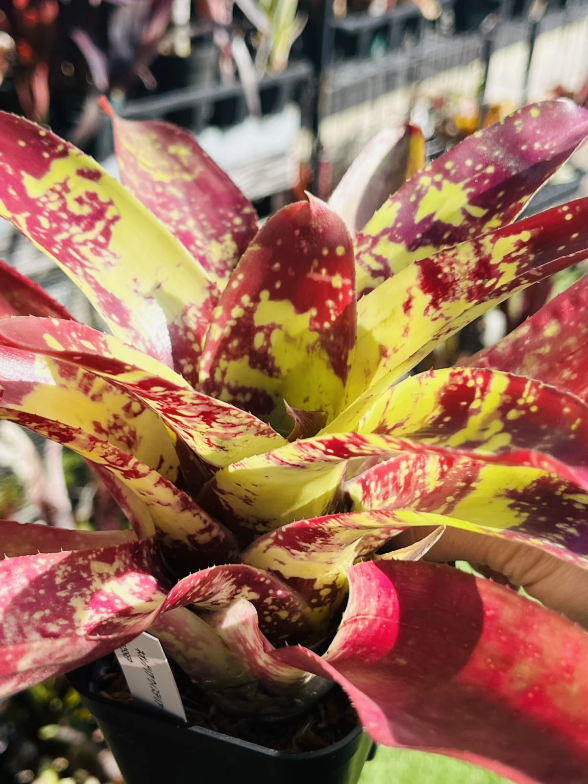 ネオレゲリア ウィステリア