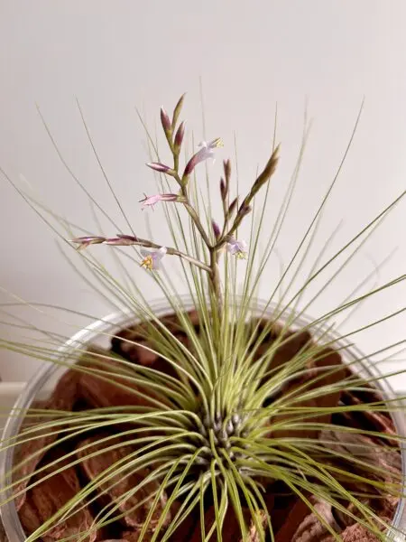 ティランジア フィリフォリア 花