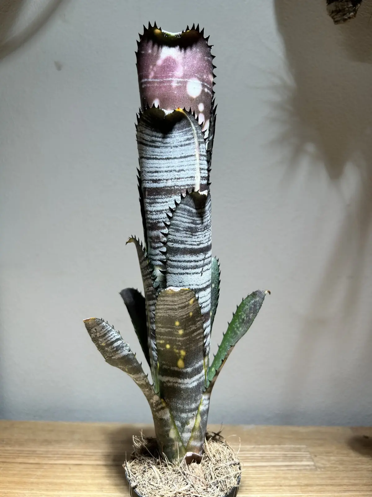 ビルベルギア　バージニア