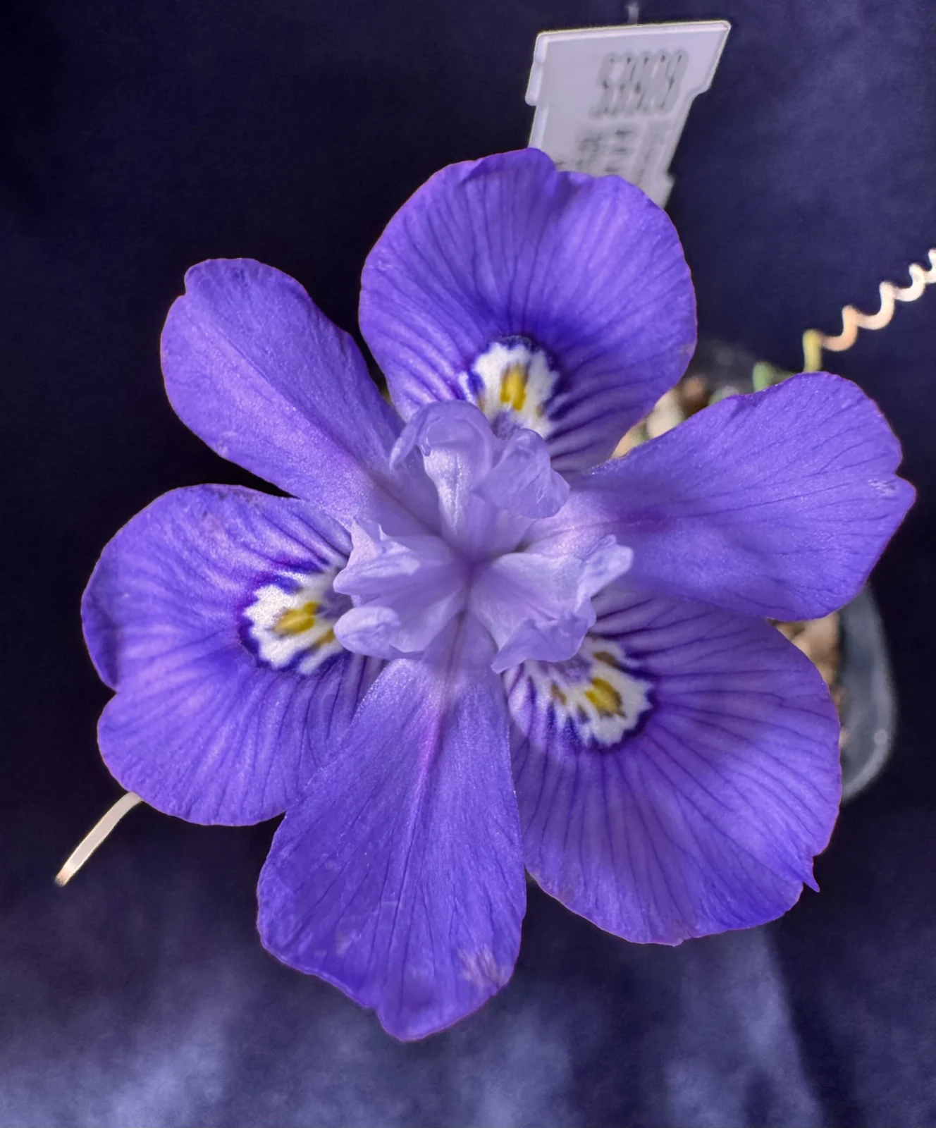 ケープバルブ　モラエア　トルチリス　トルティリス　花