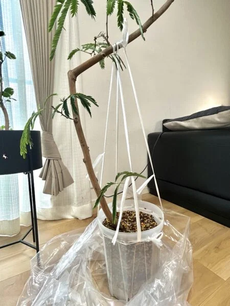 エバーフレッシュ