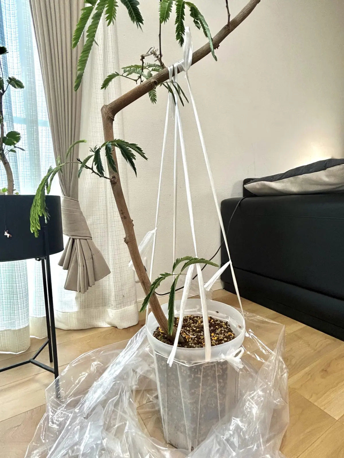 エバーフレッシュ