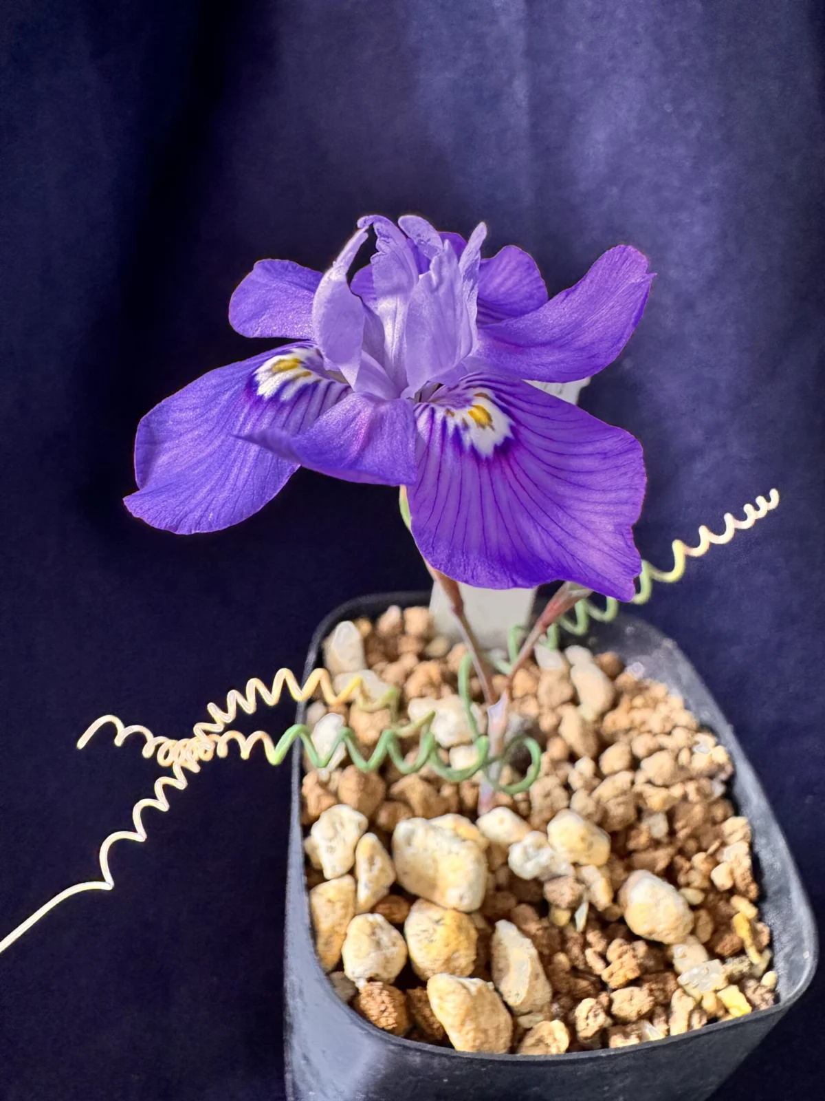 ケープバルブ　モラエア　トルチリス　トルティリス　花