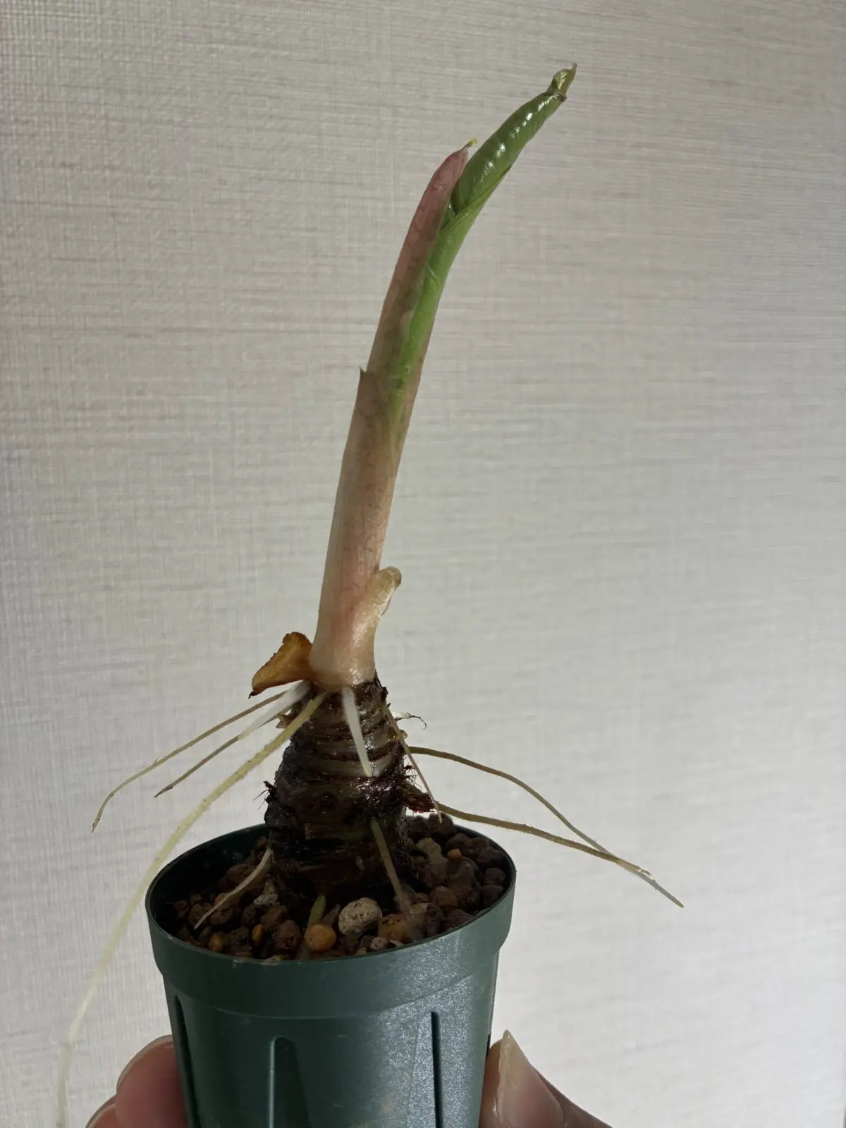 アロカシア　アマゾニカポリー