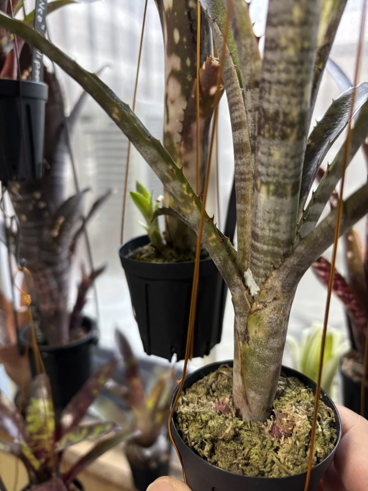 ビルベルギア パイプライン コールドフュージョン