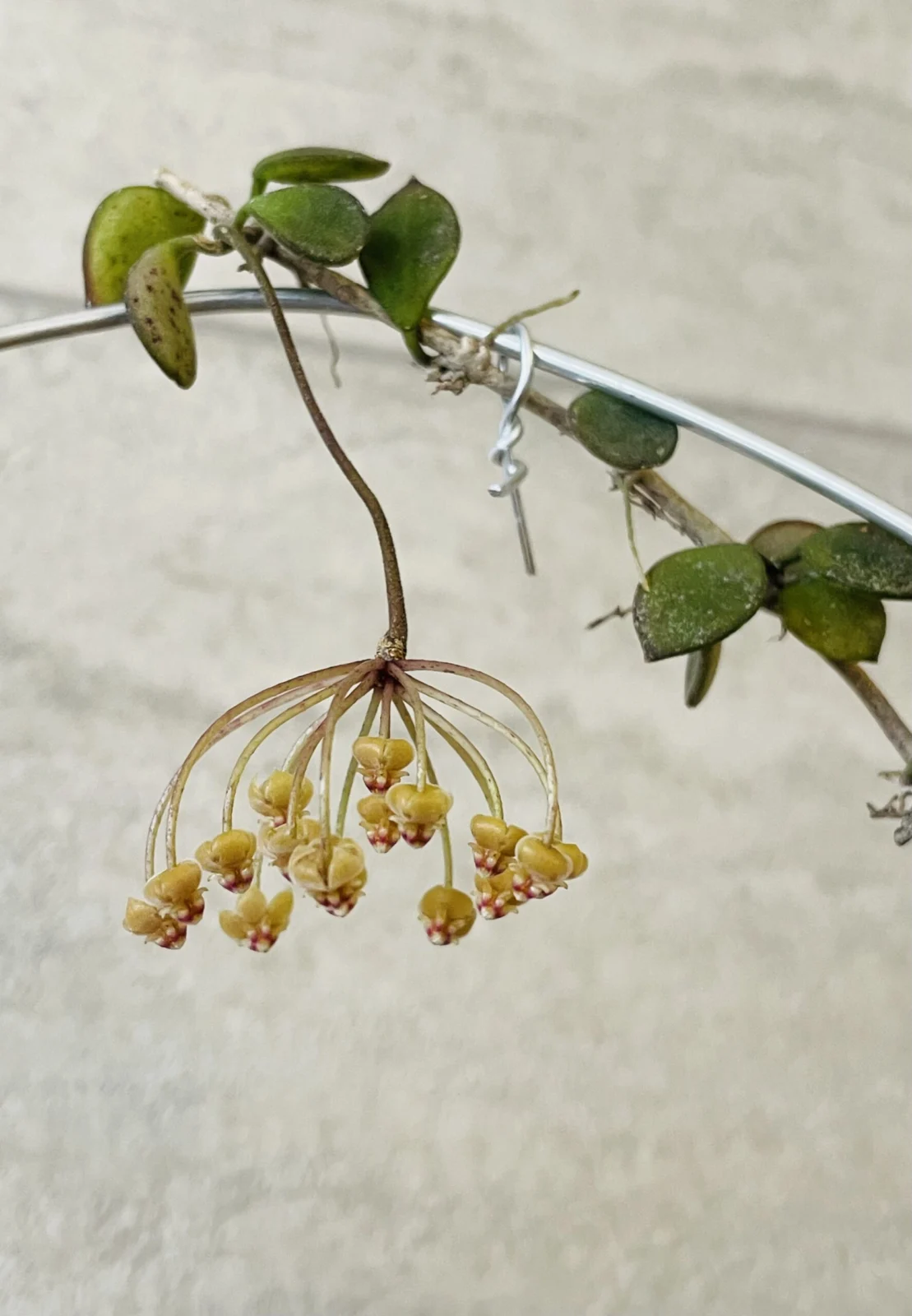 ホヤ　ボイセイ　花