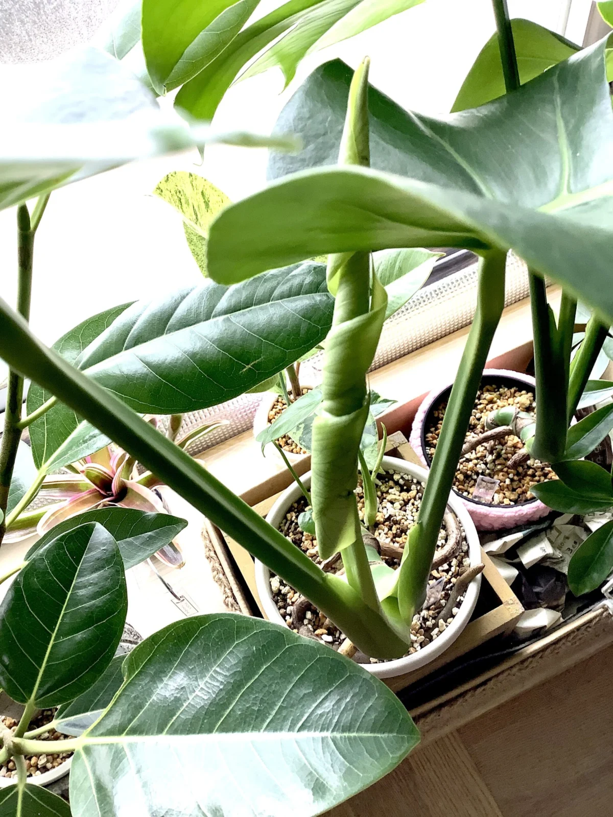 モンステラ　冬ドリ便乗