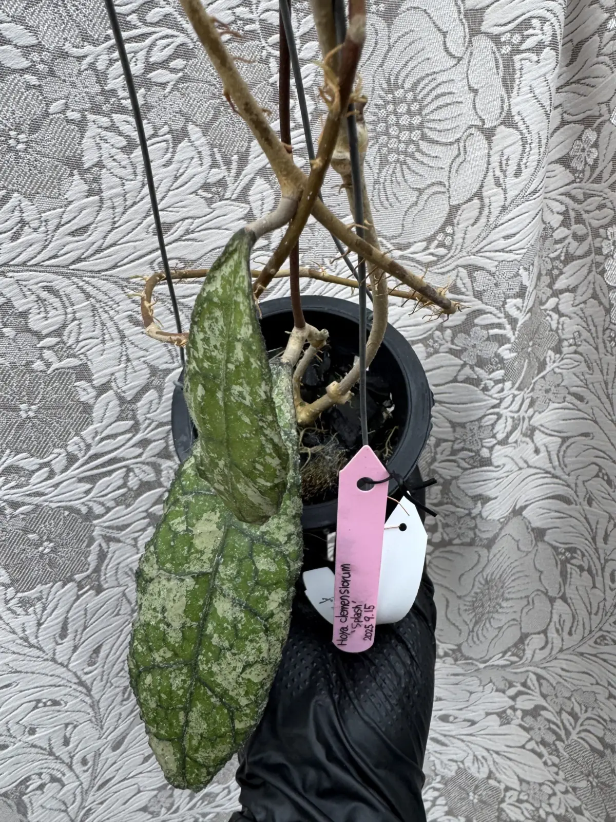 ホヤ　クレメンシオラム　スプラッシュ　天面