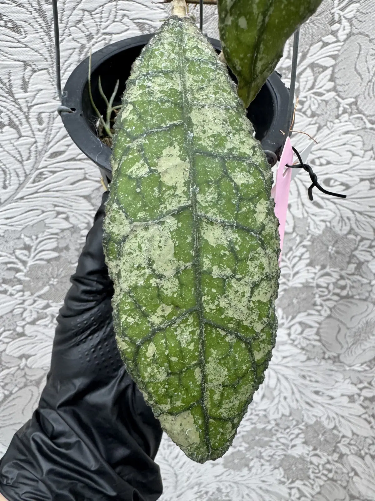 ホヤ　クレメンシオラム　スプラッシュ　葉模様