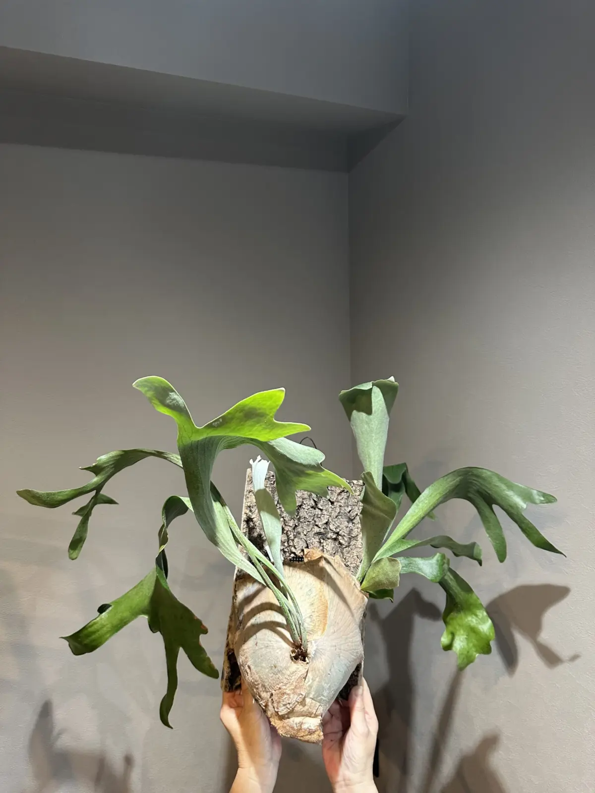 ビカクシダ ネザーランド