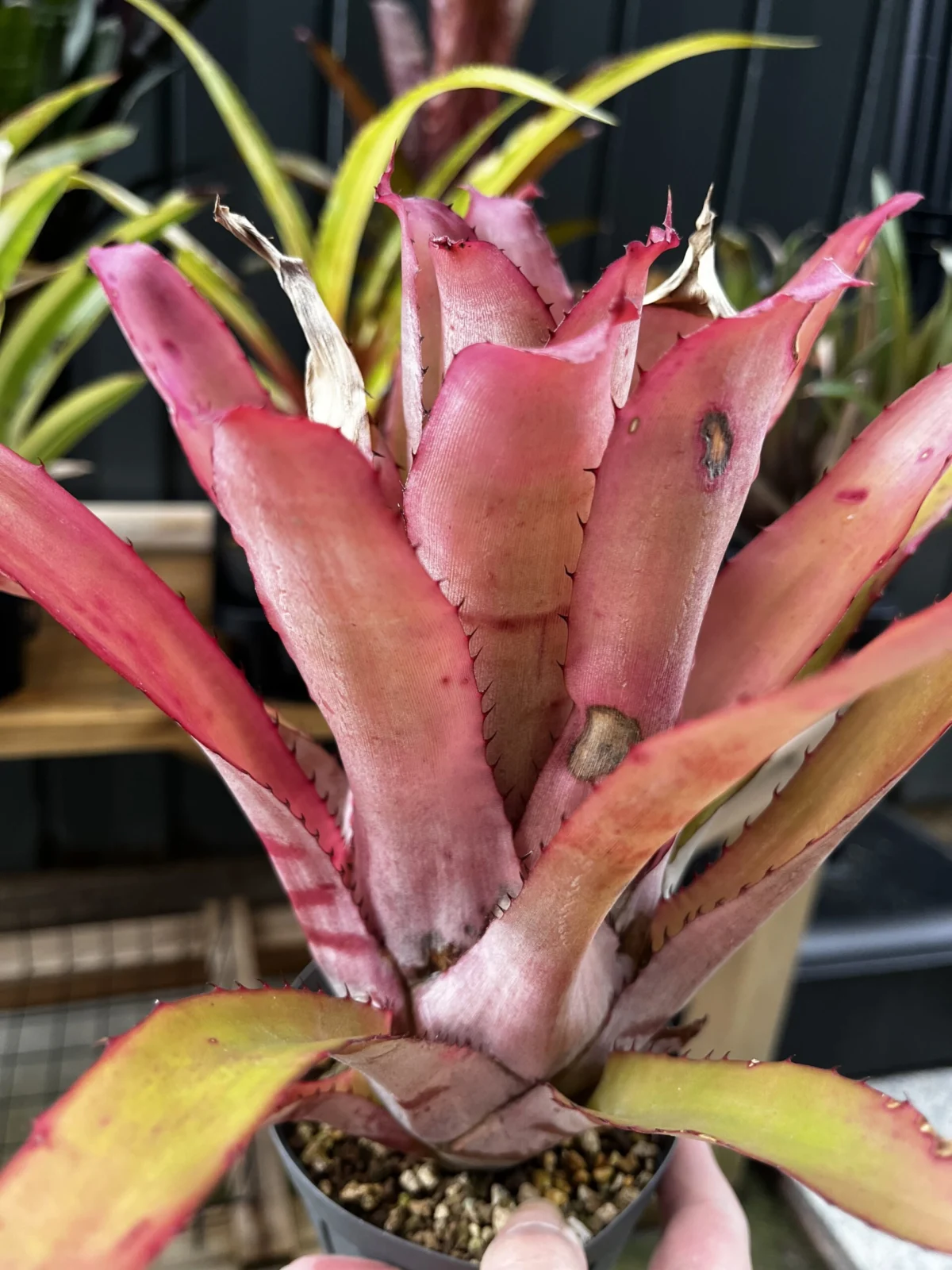 ネオレゲリア　エレウセロペタラ