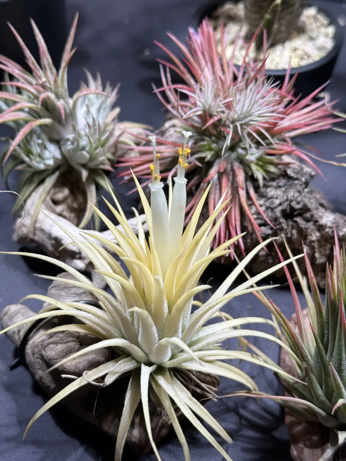 チランジア　イオナンタ　アルビノ