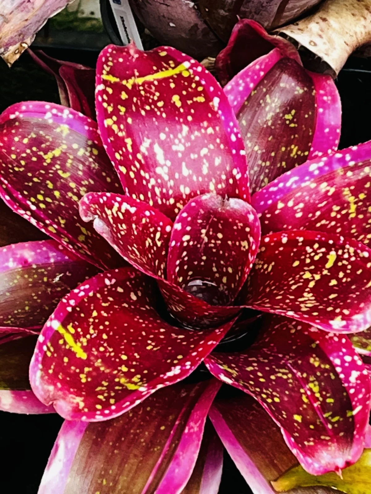 ネオレゲリア　ショッキングピンク