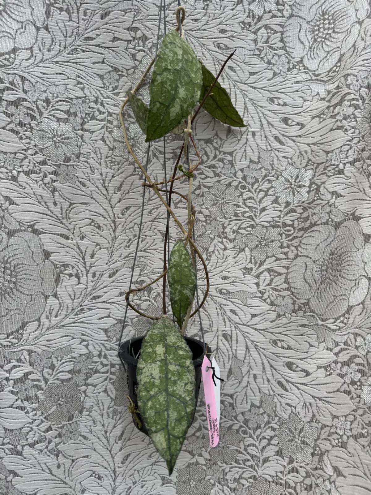 ホヤ　クレメンシオラム　スプラッシュ　株全体