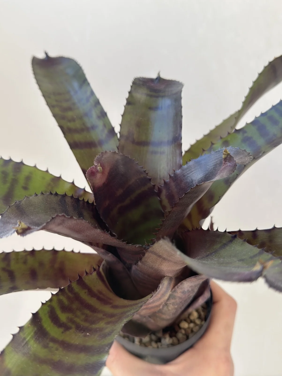 ネオレゲリア グローブスレッドタイガー