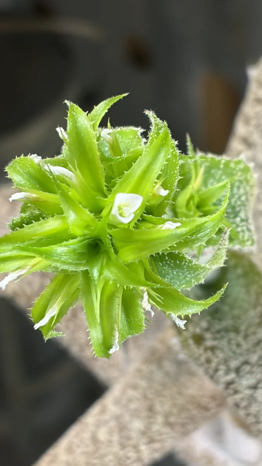 オルソフィツム ウォーレンルース