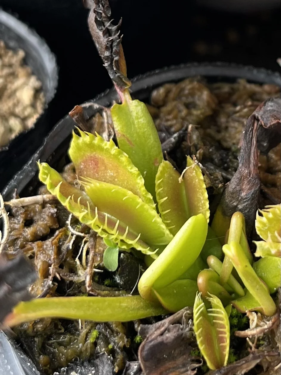 食虫植物　ハエトリグサ　ハエトリソウ