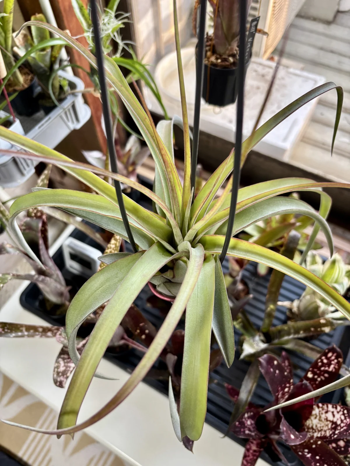 ティランジア　エリックノブロック