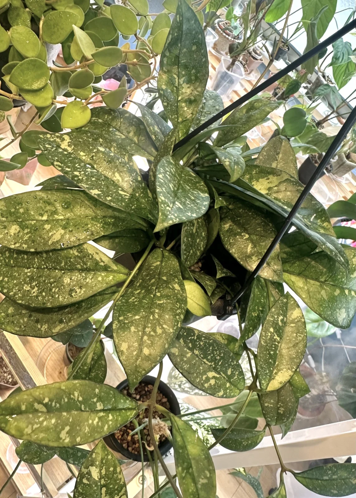 ホヤ　クラッシペティオラータ　スプラッシュ