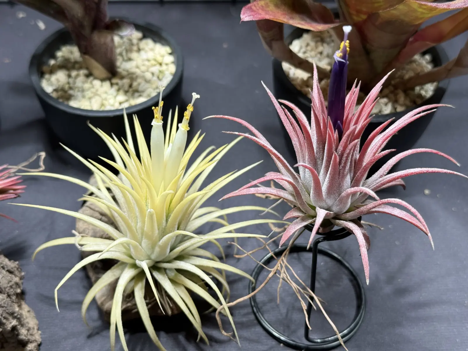 チランジア　イオナンタ（アルビノ、ルブラ）