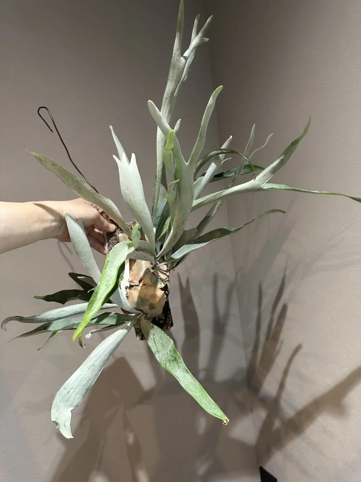 ビカクシダ ベイチー