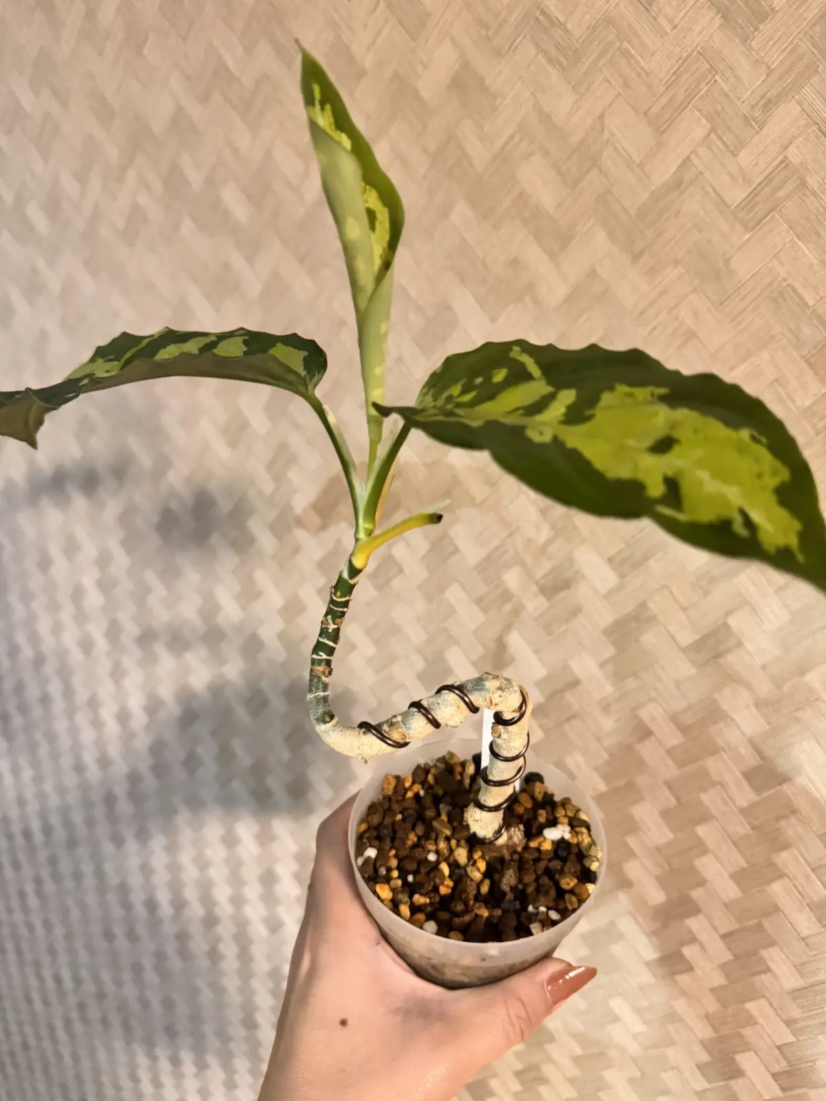 アグラオネマ　ピクタム　木質化　アロイド盆栽