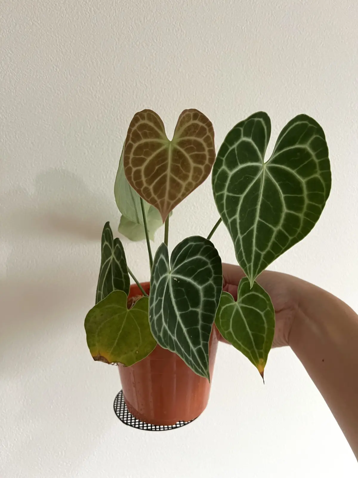 アンスリウム　クラリネルビウム