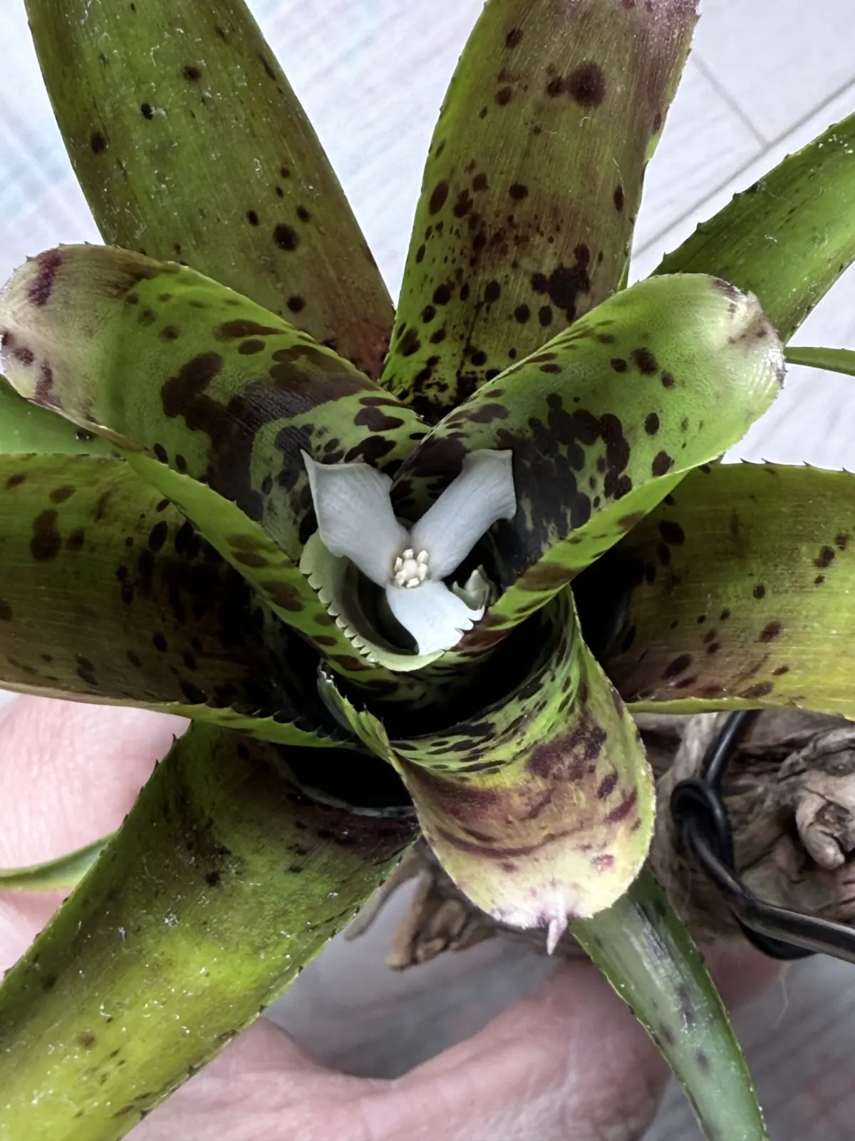 ネオレゲリア　パウシフローラ