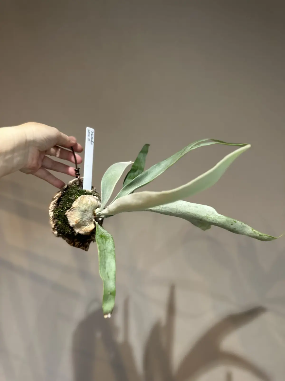 ビカクシダ ベイチー