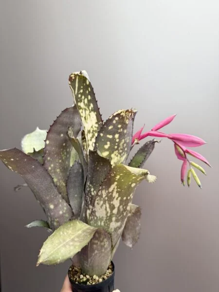 ビルベルギア　アラカイ　花芽