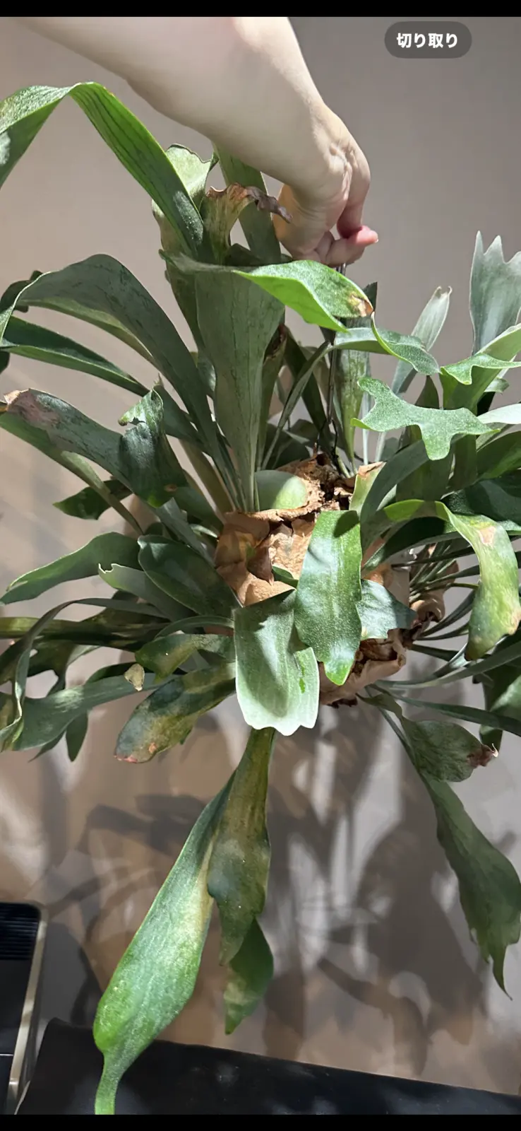 ビカクシダ ネザーランド