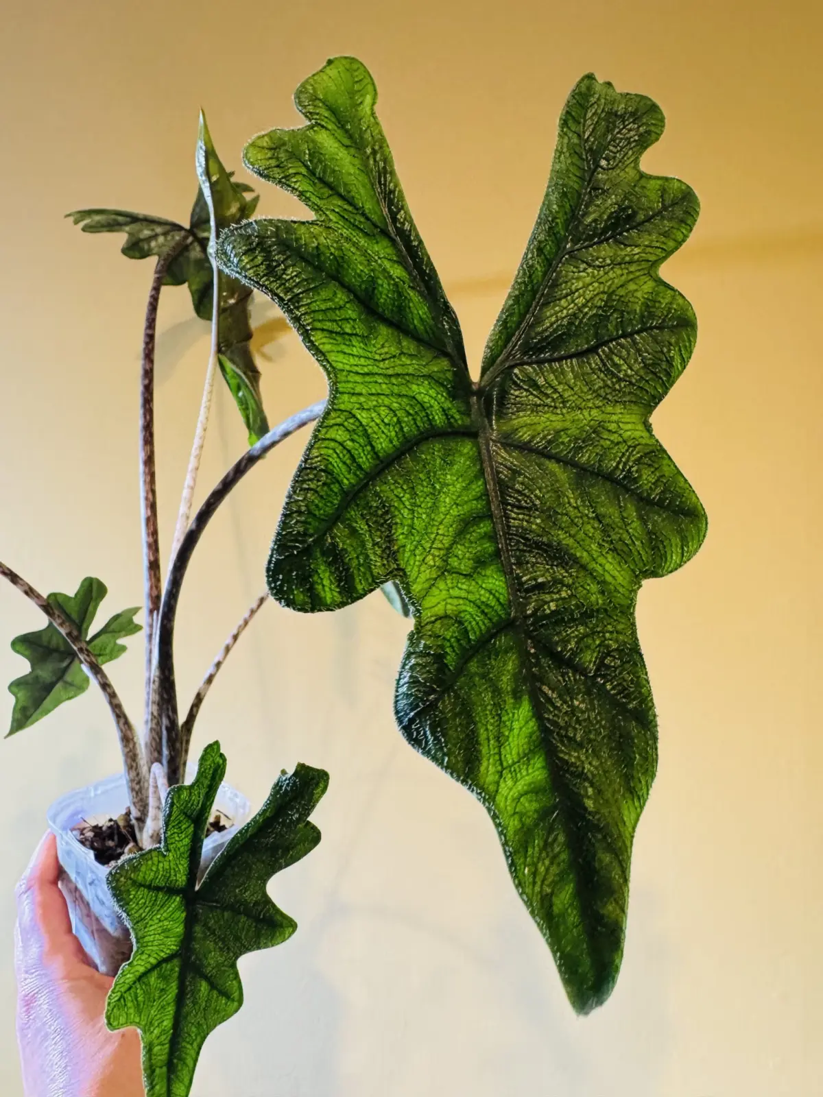 アロカシア　ジャックリン