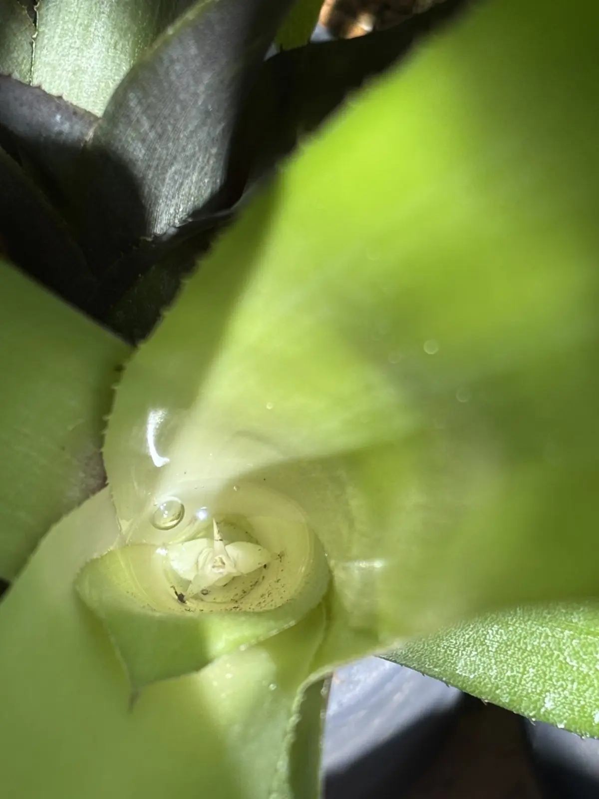 ビルベルギア　札落ち