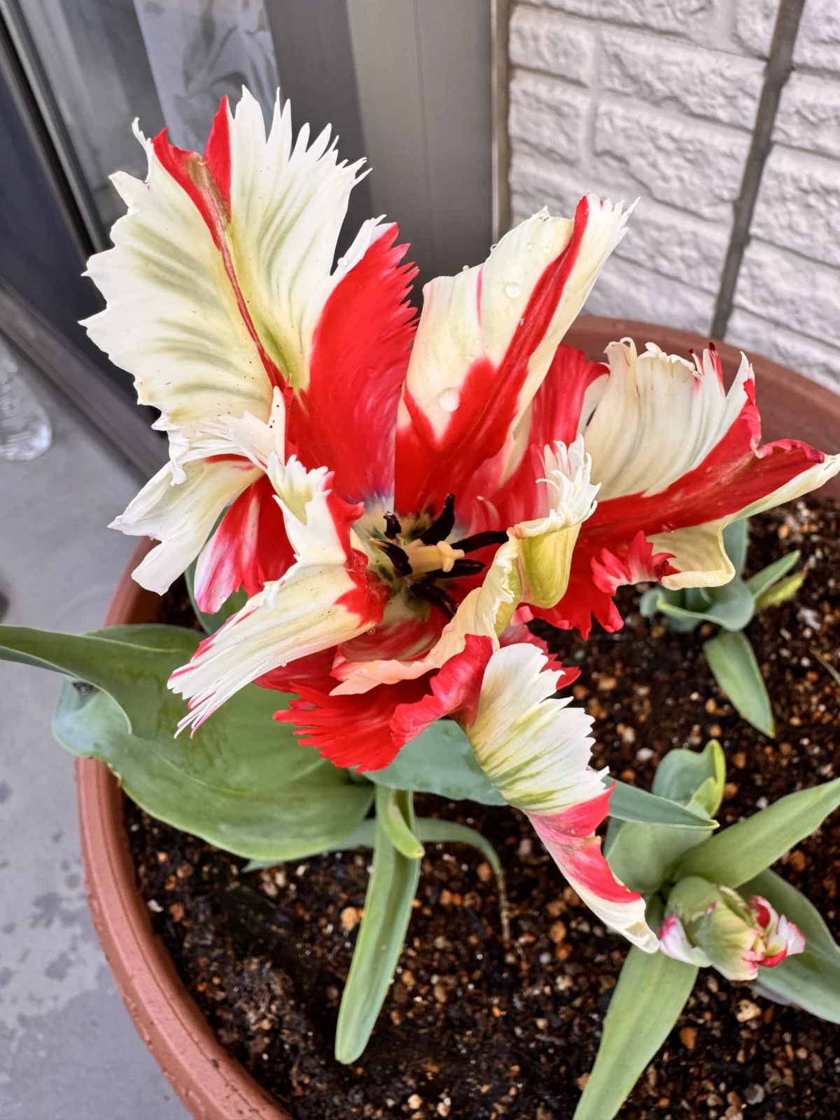 チューリップ　エステララインベルト