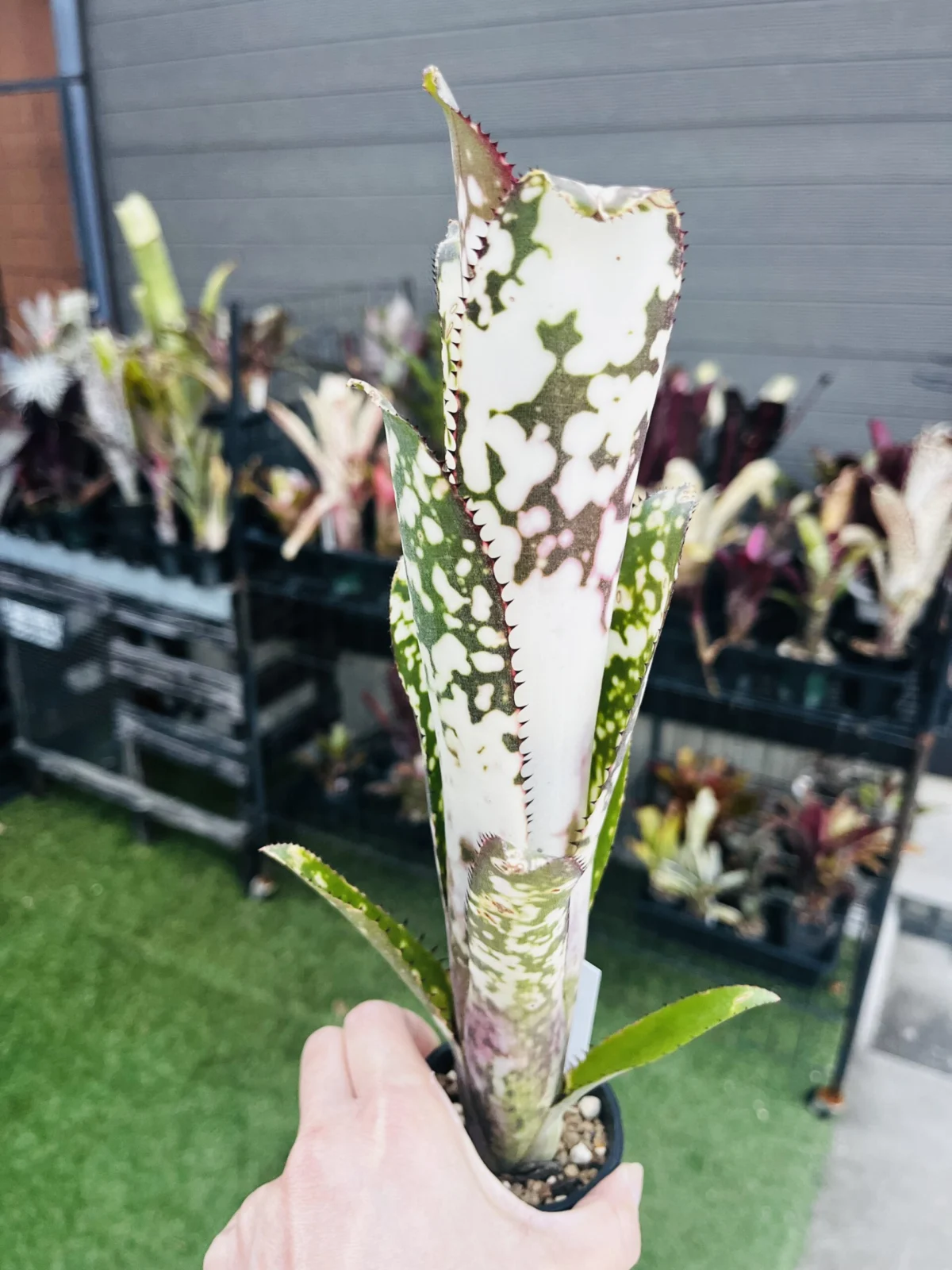 ビルベルギア　トンプライ　ハイブリッド