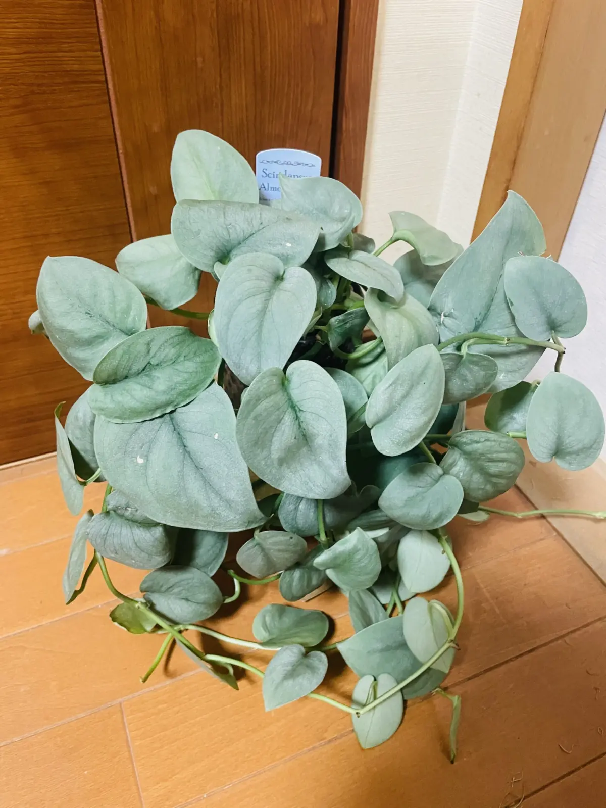 スキンダプサス　オルモストシルバー　3号ポット