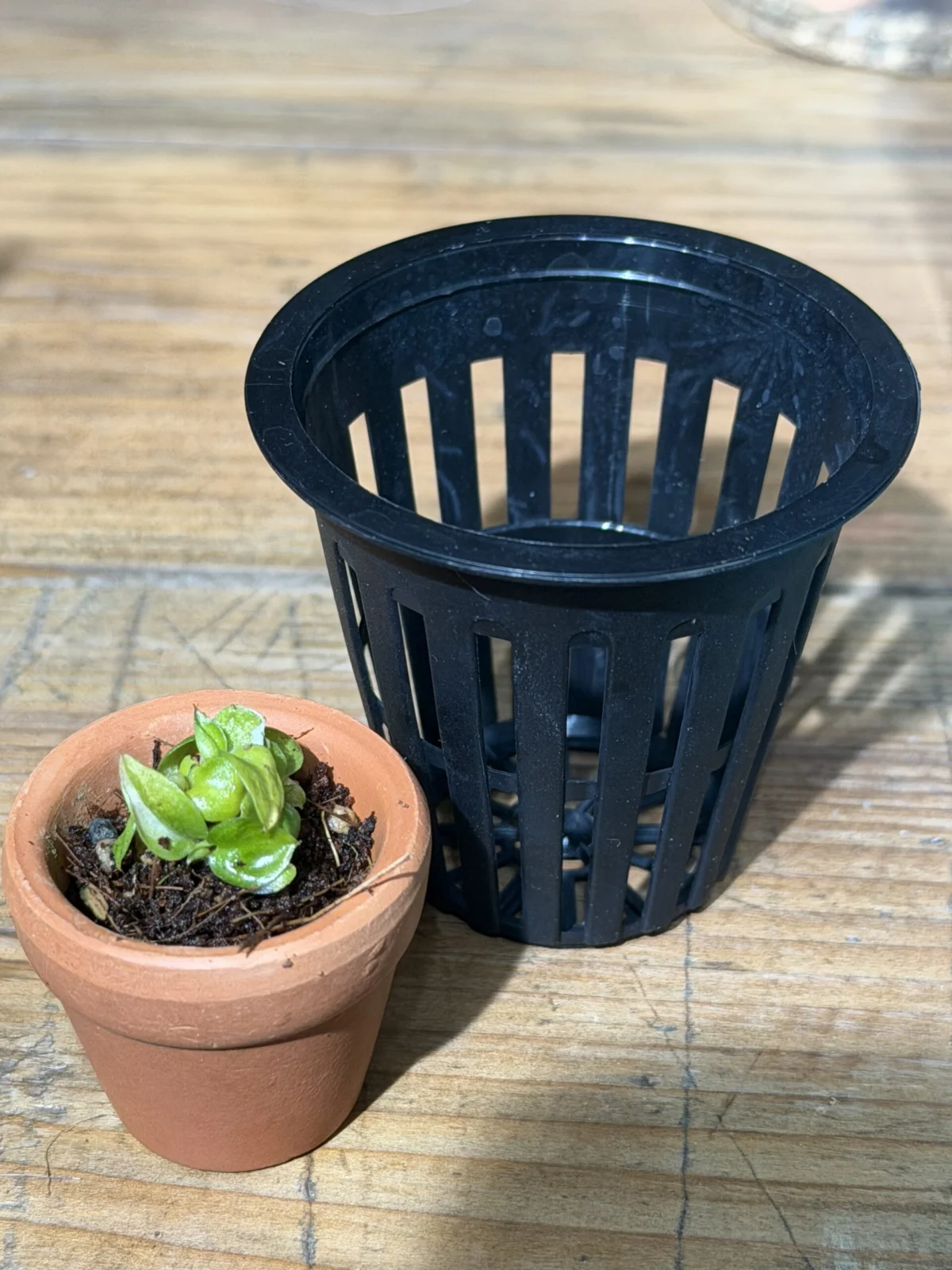 フィロデンドロン ホワイトナイト