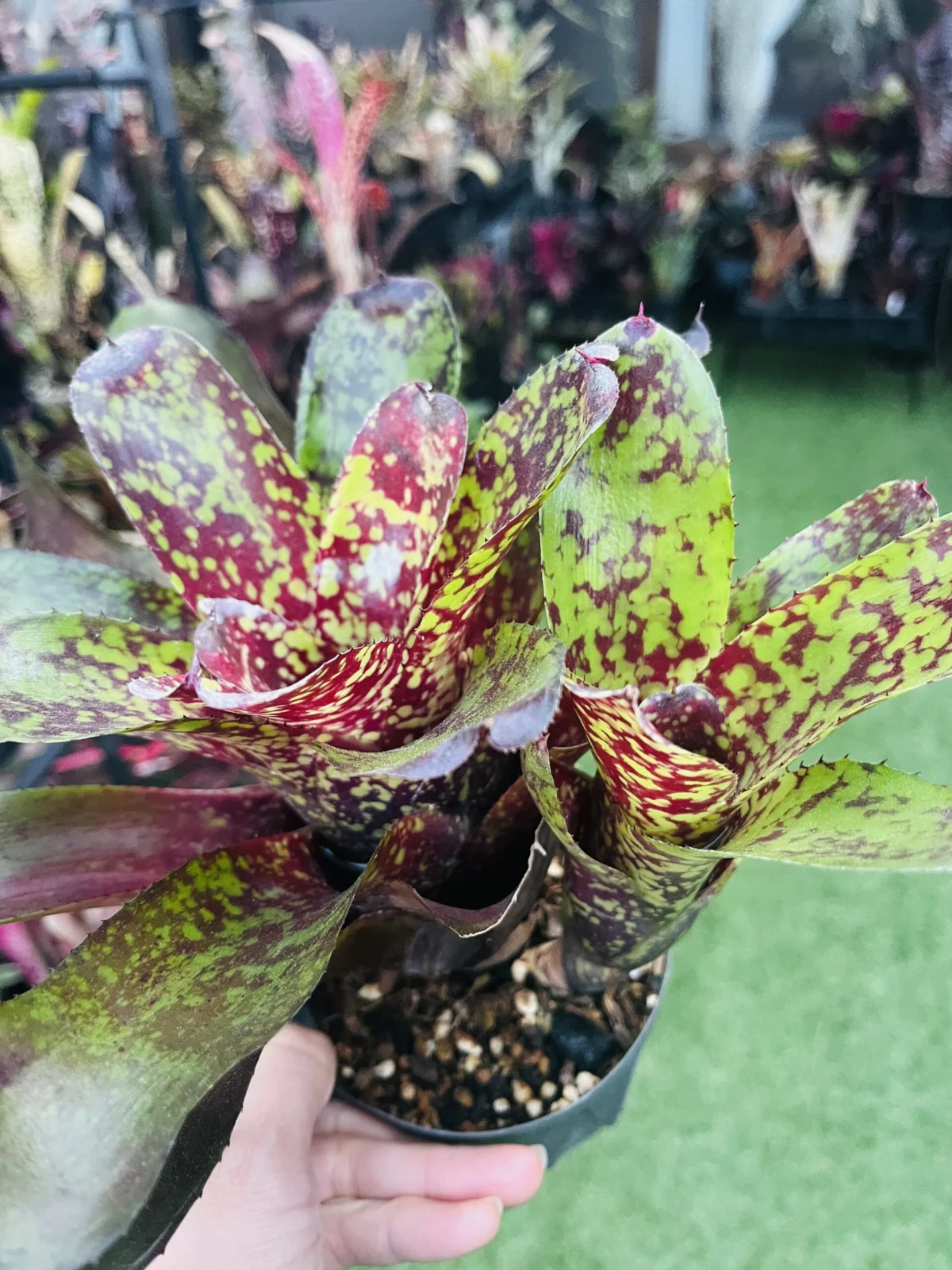 ネオレゲリア　ふだ落ち